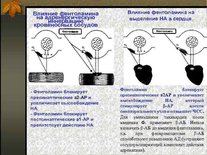 Влияние фентоламина на адренергическую иннервацию кровеносных сосудов Фентоламин блокирует пресинаптические а 2 АР и