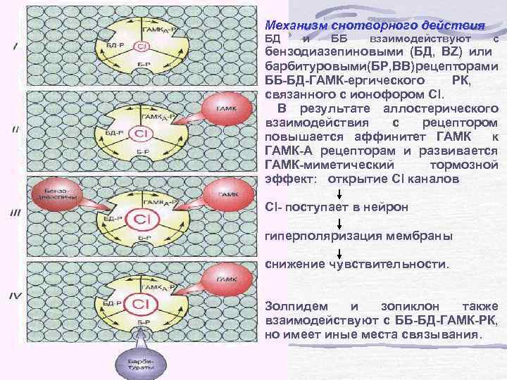 Механизм снотворного действия БД и ББ взаимодействуют с бензодиазепиновыми (БД, BZ) или барбитуровыми(БР, BB)