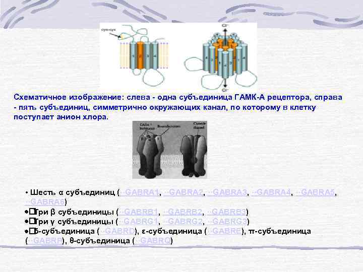 Схематичное изображение: слева - одна субъединица ГАМК-А рецептора, справа - пять субъединиц, симметрично окружающих