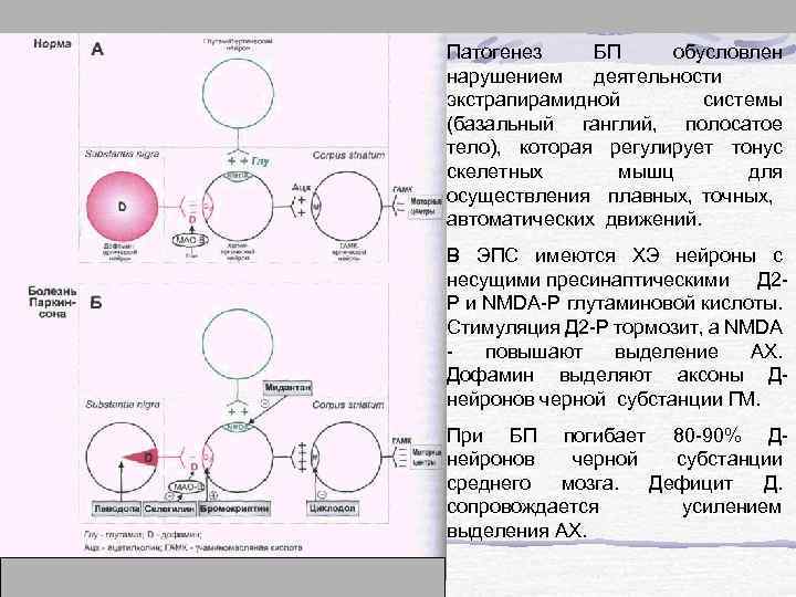 Патогенез БП обусловлен нарушением деятельности экстрапирамидной системы (базальный ганглий, полосатое тело), которая регулирует тонус