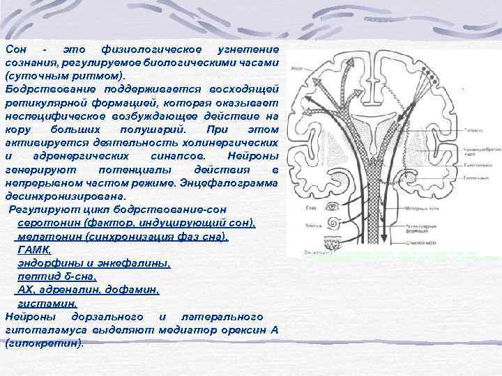 Сон - это физиологическое угнетение сознания, регулируемое биологическими часами (суточным ритмом). Бодрствование поддерживается восходящей