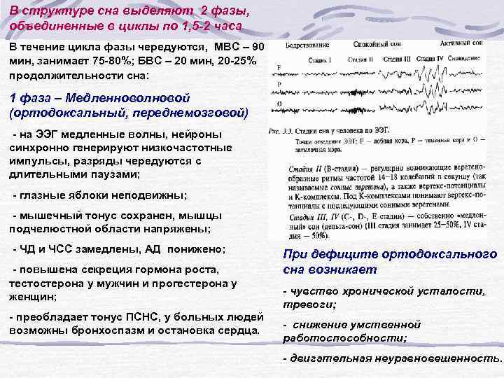 В структуре сна выделяют 2 фазы, объединенные в циклы по 1, 5 -2 часа