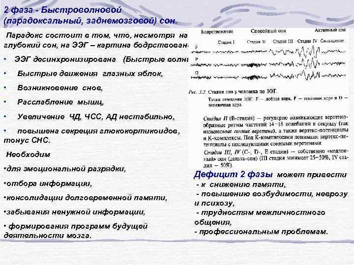 2 фаза - Быстроволновой (парадоксальный, заднемозговой) сон. Парадокс состоит в том, что, несмотря на