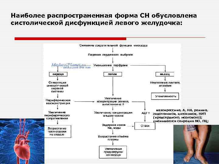 Наиболее распространенная форма СН обусловлена систолической дисфункцией левого желудочка: вазопрессина, А, НА, ренина, эндотелинов,