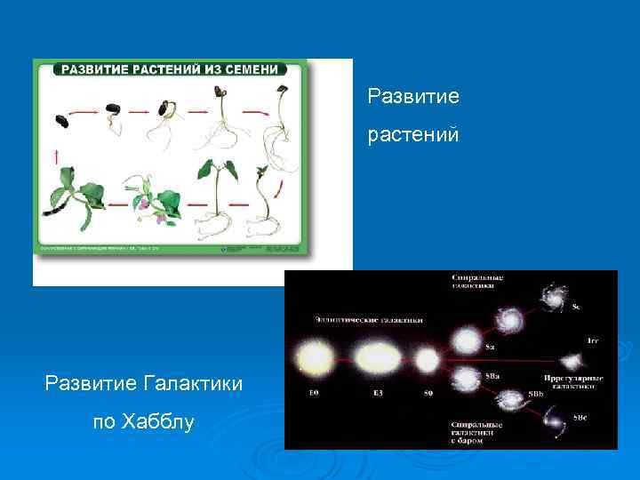 Развитие растений Развитие Галактики по Хабблу 