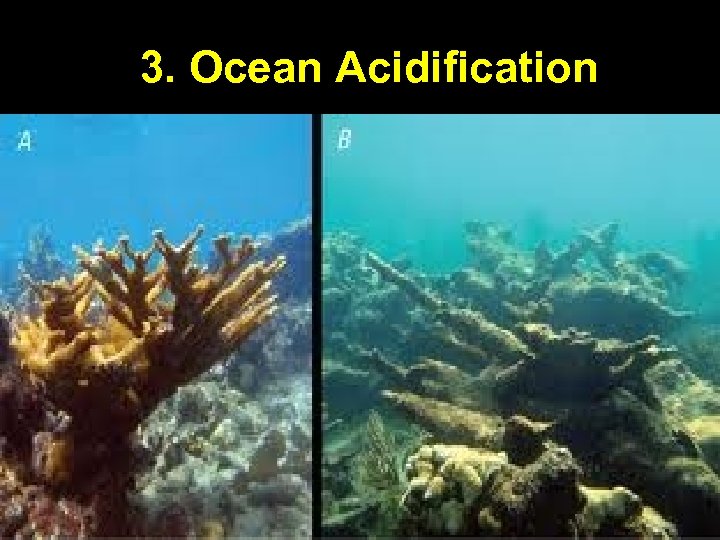 3. Ocean Acidification 