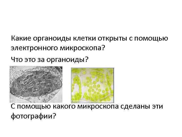 Какие органоиды клетки открыты с помощью электронного микроскопа? Что это за органоиды? С помощью