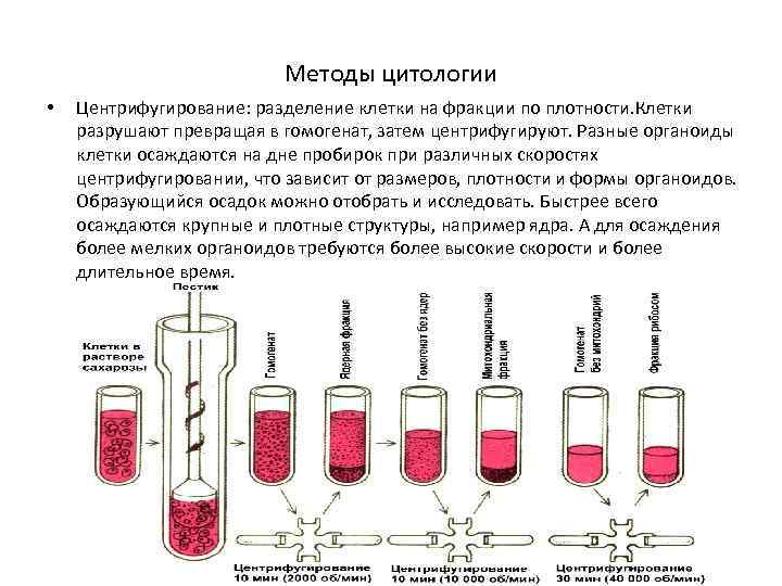 Методы цитологии • Центрифугирование: разделение клетки на фракции по плотности. Клетки разрушают превращая в