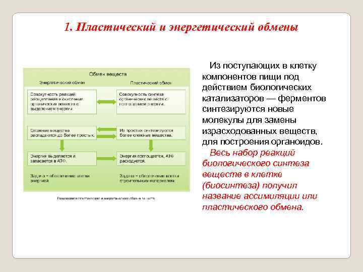 1. Пластический и энергетический обмены Из поступающих в клетку компонентов пищи под действием биологических
