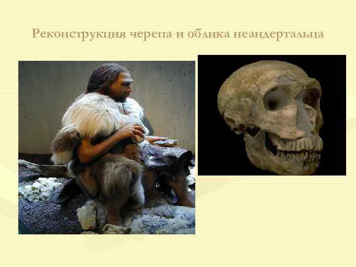 Реконструкция черепа и облика неандертальца 