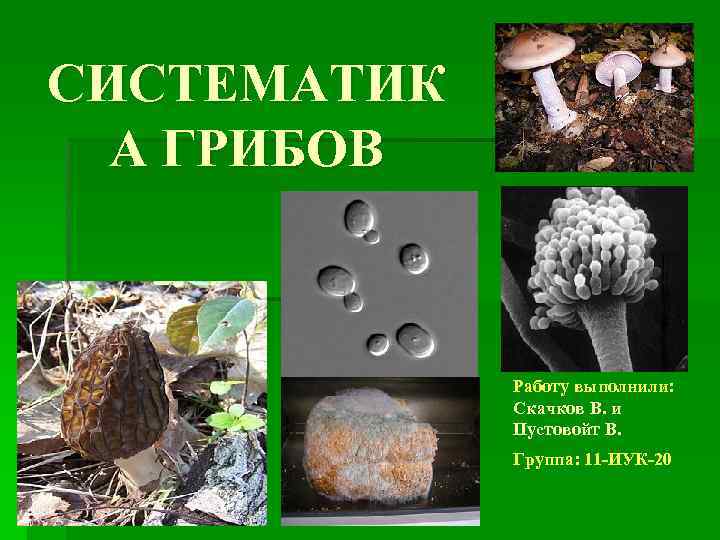 СИСТЕМАТИК А ГРИБОВ Работу выполнили: Скачков В. и Пустовойт В. Группа: 11 -ИУК-20 