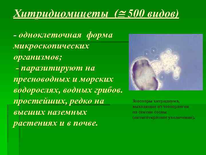 Хитридиомицеты ( 500 видов) - одноклеточная форма микроскопических организмов; - паразитируют на пресноводных и