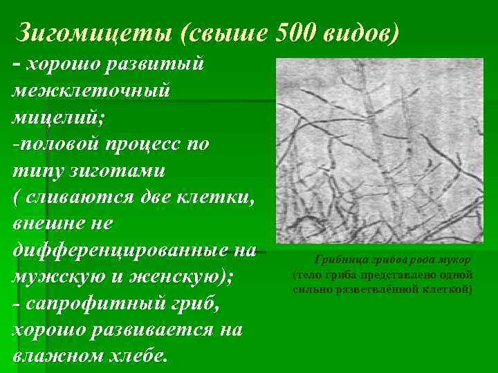 Зигомицеты (свыше 500 видов) - хорошо развитый межклеточный мицелий; -половой процесс по типу зиготами