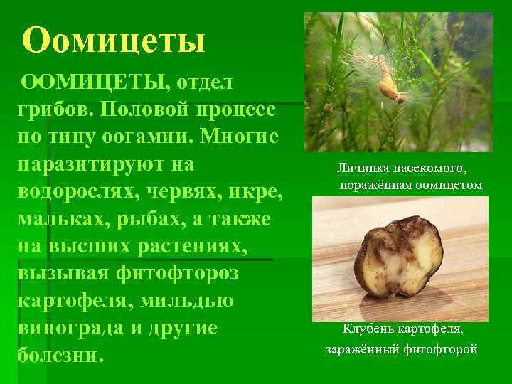 Оомицеты ООМИЦЕТЫ, отдел грибов. Половой процесс по типу оогамии. Многие паразитируют на водорослях, червях,