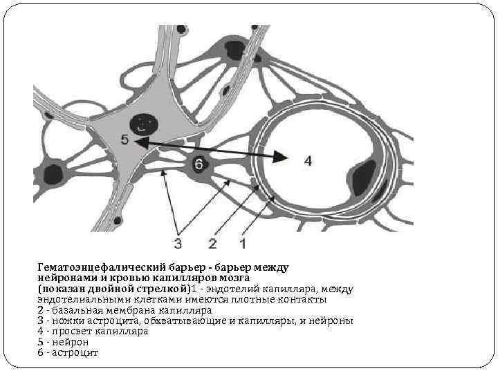 Схема строения гематоэнцефалического барьера
