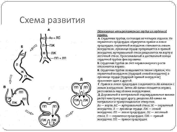 Развитие сердца. Образование четырехкамерного сердца из сердечной трубки.. Образование сердечной трубки схема. Стадии развития сердца таблица. Формирование четырёхкамерного сердца.