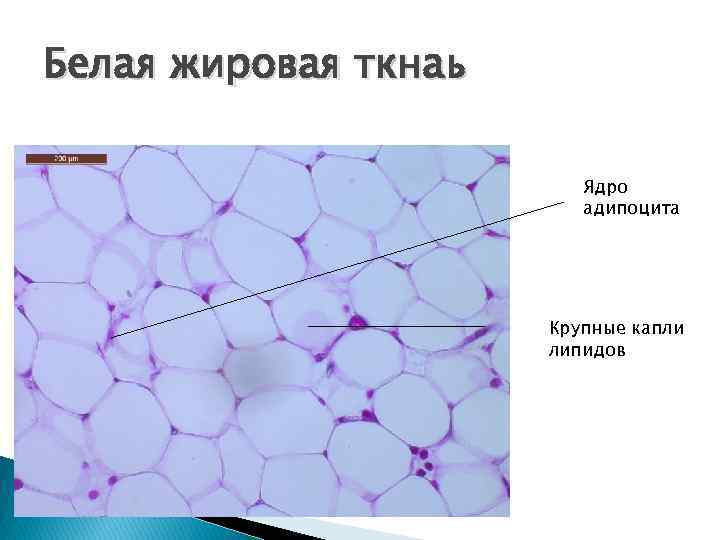 Виды жировой ткани