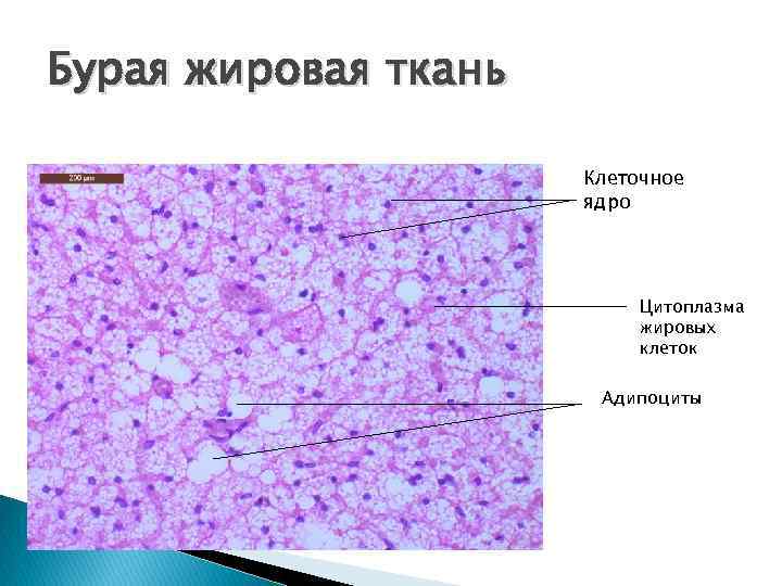 Белая жировая ткань рисунок