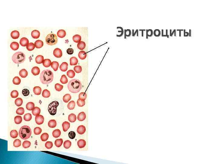 Эритроциты 