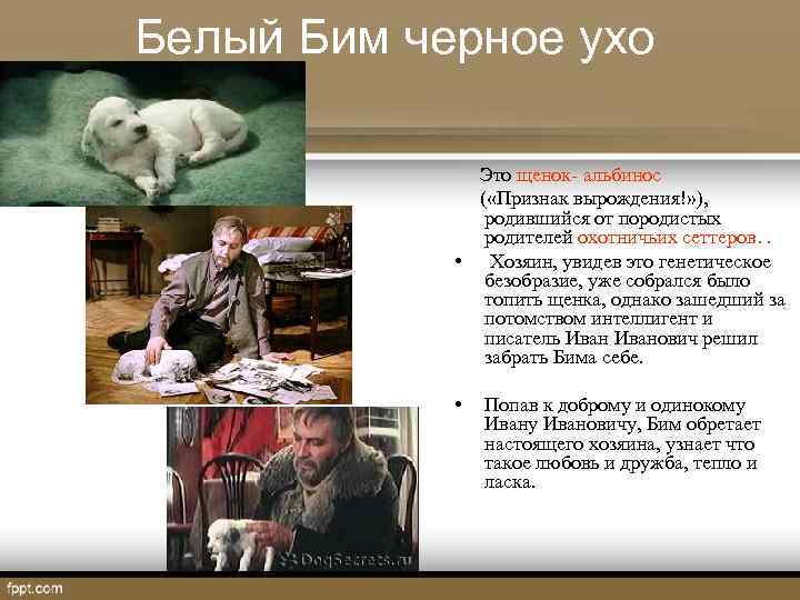 Белый Бим черное ухо Это щенок- альбинос ( «Признак вырождения!» ), родившийся от породистых