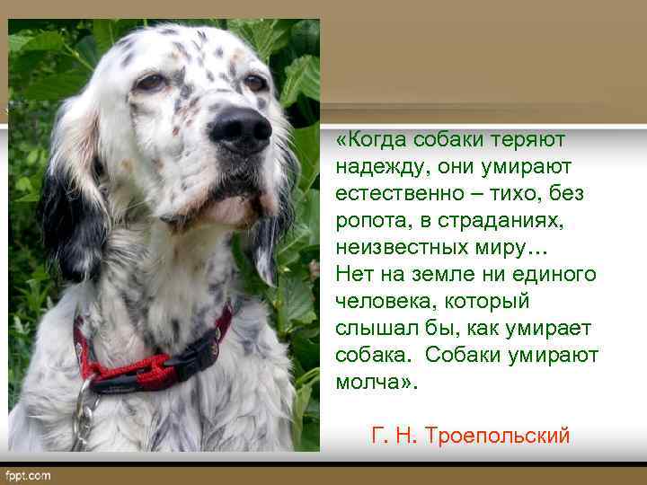  «Когда собаки теряют надежду, они умирают естественно – тихо, без ропота, в страданиях,