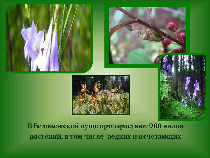 В Беловежской пуще произрастают 900 видов растений, в том числе редких и исчезающих 