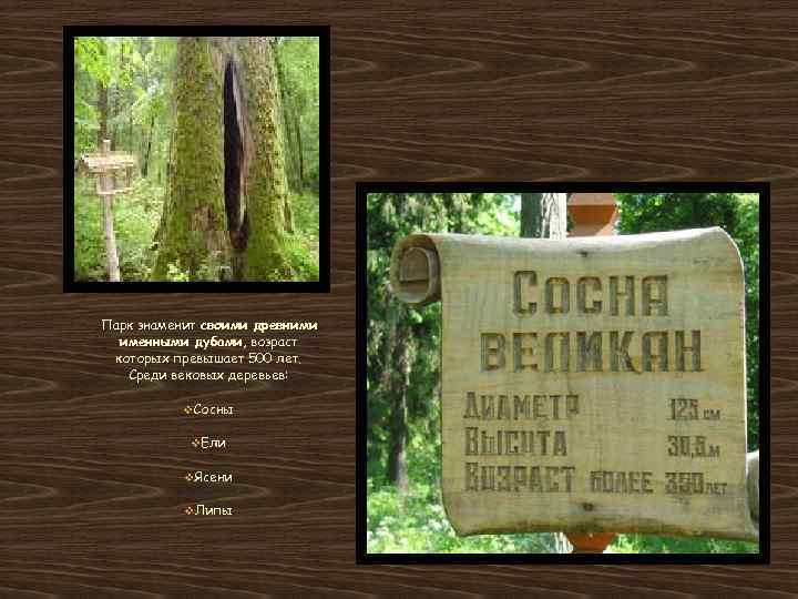 Парк знаменит своими древними именными дубами, возраст которых превышает 500 лет. Среди вековых деревьев: