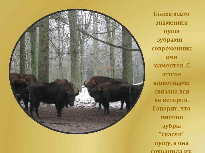 Более всего знаменита пуща зубрами – современник ами мамонтов. С этими животными связана вся