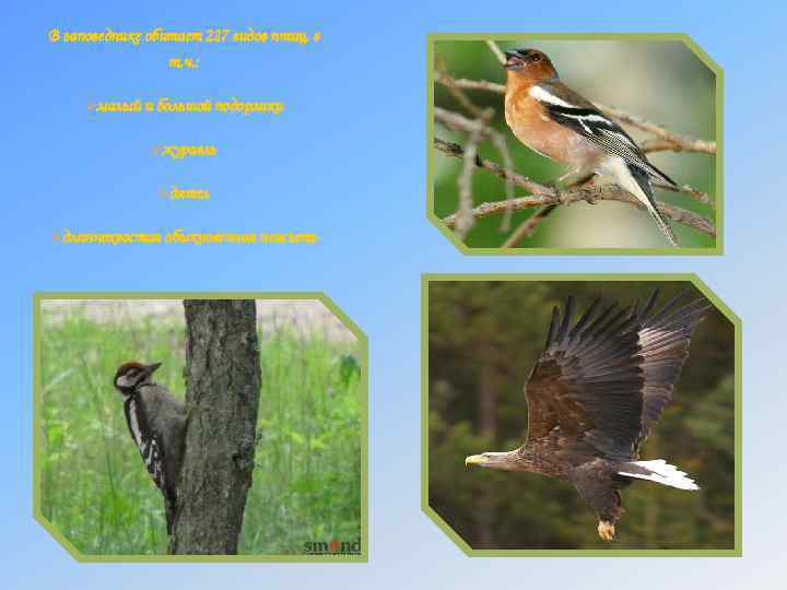 В заповеднике обитает 227 видов птиц, в т. ч. : Øмалый и большой подорлики