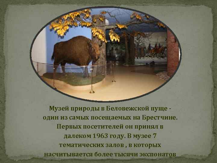 Музей природы в Беловежской пуще один из самых посещаемых на Брестчине. Первых посетителей он