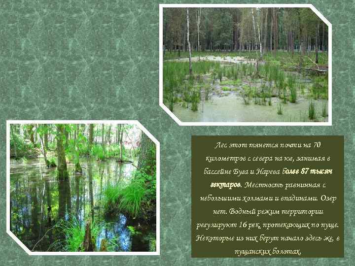 Лес этот тянется почти на 70 километров с севера на юг, занимая в бассейне