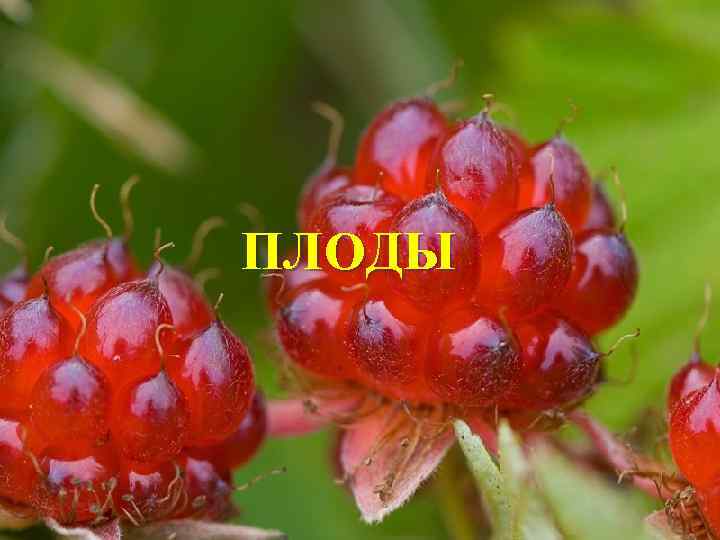 ПЛОДЫ 