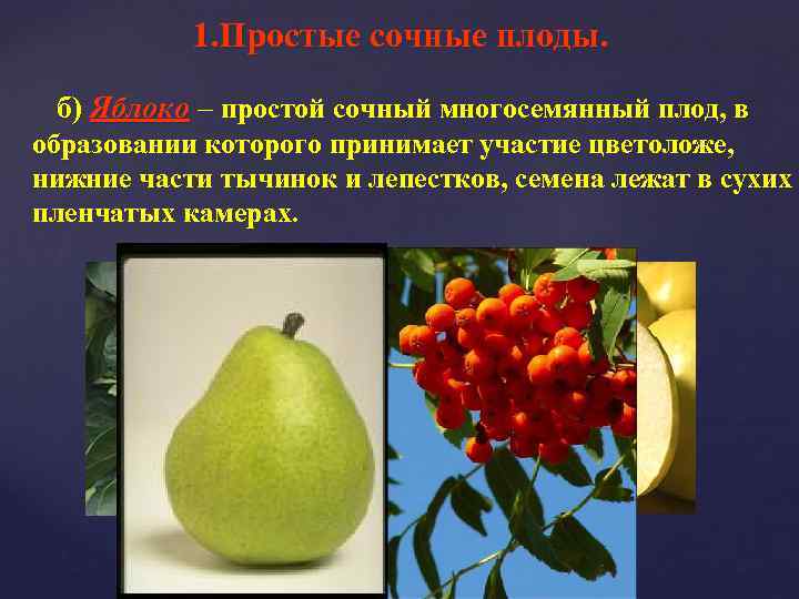 1. Простые сочные плоды. б) Яблоко – простой сочный многосемянный плод, в образовании которого