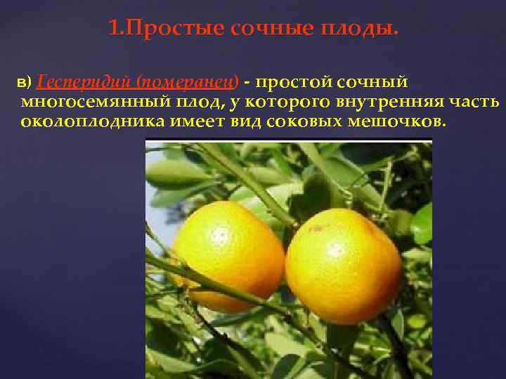 1. Простые сочные плоды. в) Гесперидий (померанец) - простой сочный многосемянный плод, у которого