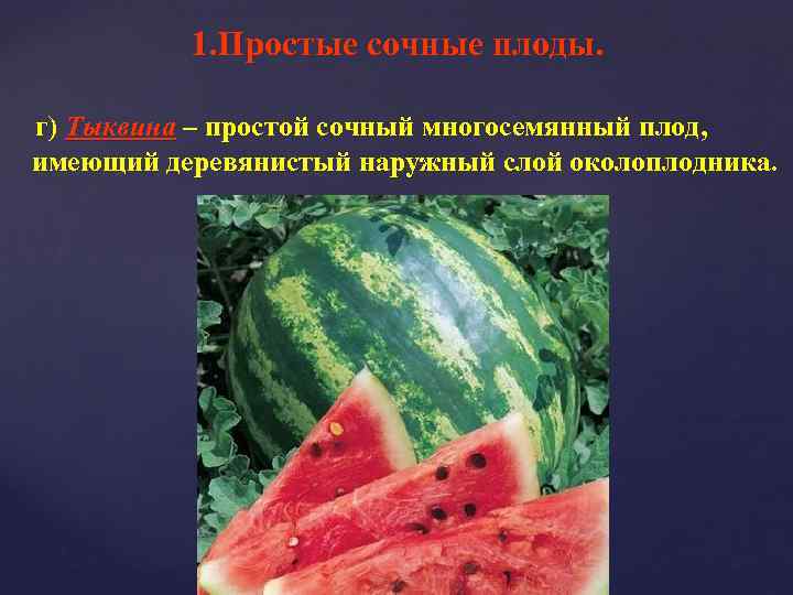 1. Простые сочные плоды. г) Тыквина – простой сочный многосемянный плод, имеющий деревянистый наружный