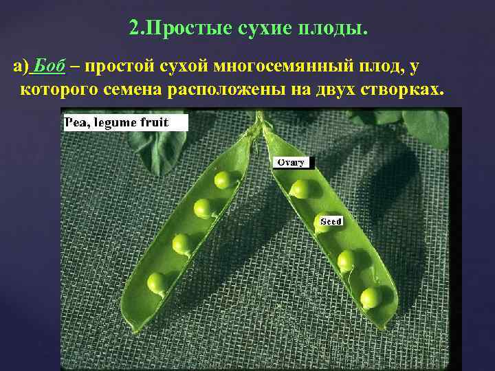 2. Простые сухие плоды. а) Боб – простой сухой многосемянный плод, у которого семена