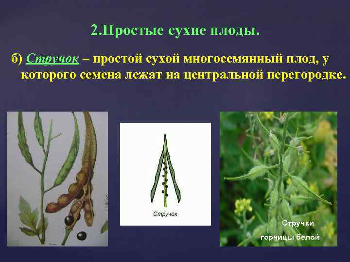 2. Простые сухие плоды. б) Стручок – простой сухой многосемянный плод, у которого семена