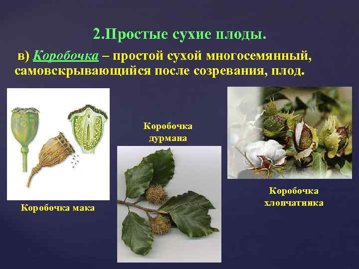 2. Простые сухие плоды. в) Коробочка – простой сухой многосемянный, самовскрывающийся после созревания, плод.