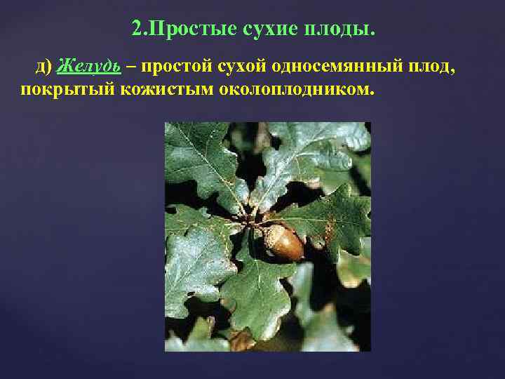 2. Простые сухие плоды. д) Желудь – простой сухой односемянный плод, покрытый кожистым околоплодником.