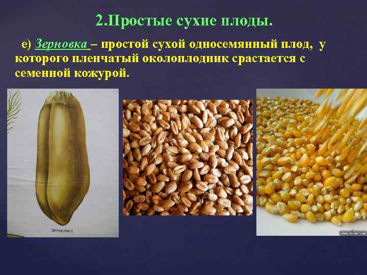 2. Простые сухие плоды. е) Зерновка – простой сухой односемянный плод, у которого пленчатый
