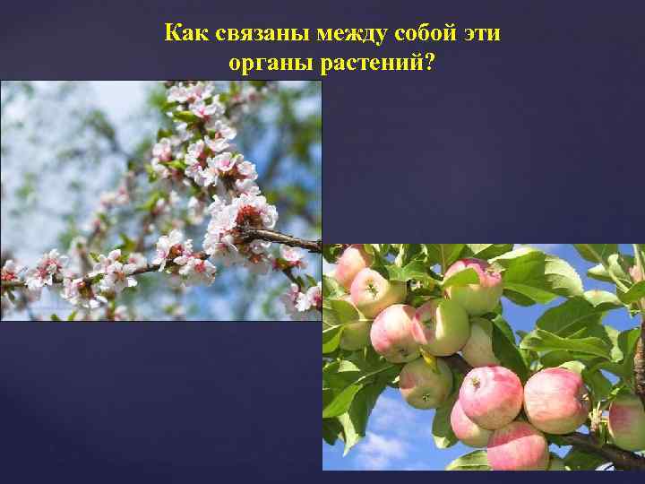 Как связаны между собой эти органы растений? 