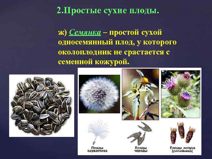 2. Простые сухие плоды. ж) Семянка – простой сухой односемянный плод, у которого околоплодник