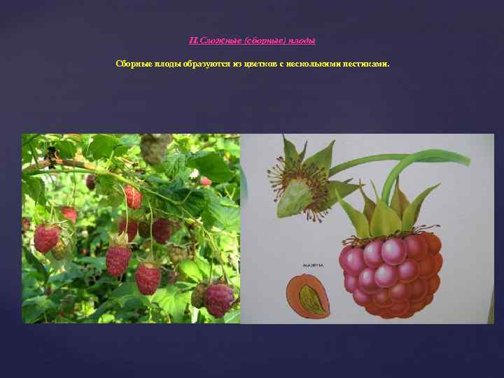 II. Сложные (сборные) плоды Сборные плоды образуются из цветков с несколькими пестиками. 