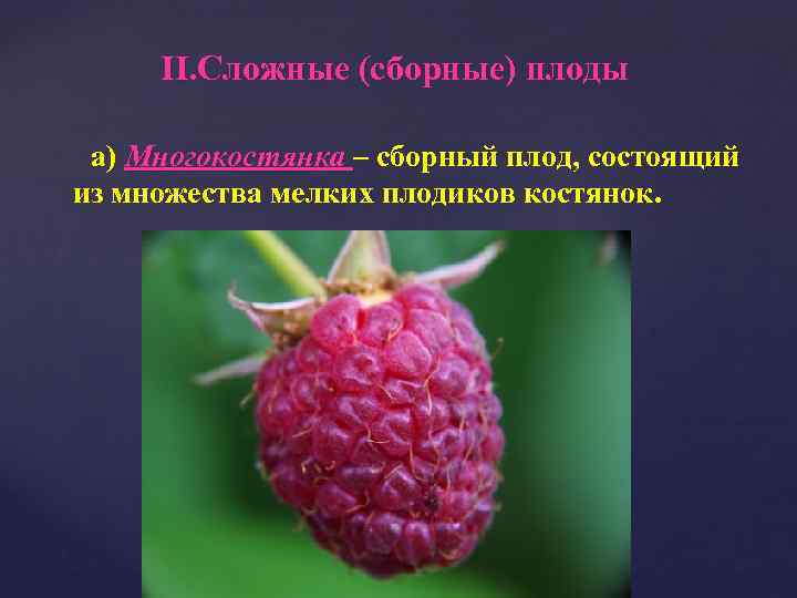 II. Сложные (сборные) плоды а) Многокостянка – сборный плод, состоящий из множества мелких плодиков