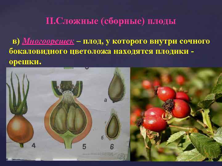 II. Сложные (сборные) плоды в) Многоорешек – плод, у которого внутри сочного бокаловидного цветоложа