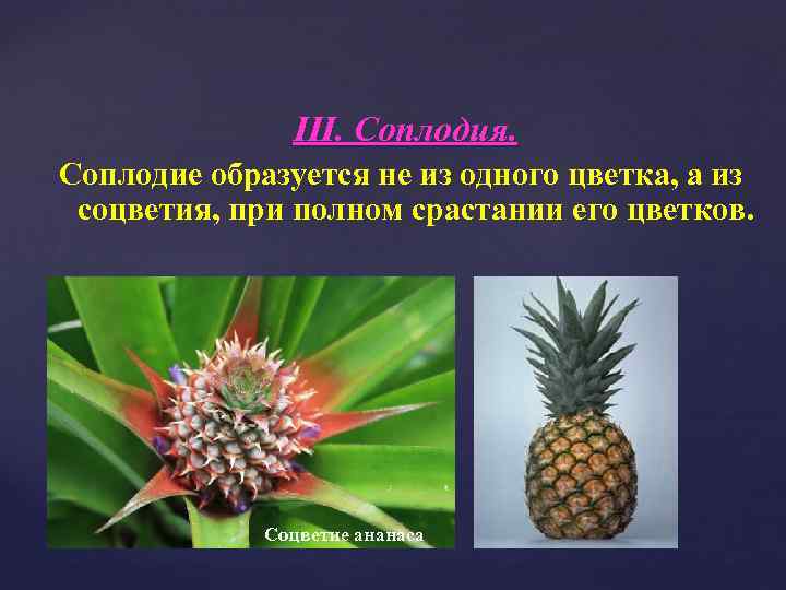 III. Соплодия. Соплодие образуется не из одного цветка, а из соцветия, при полном срастании