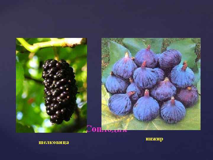 Соплодия шелковица инжир 