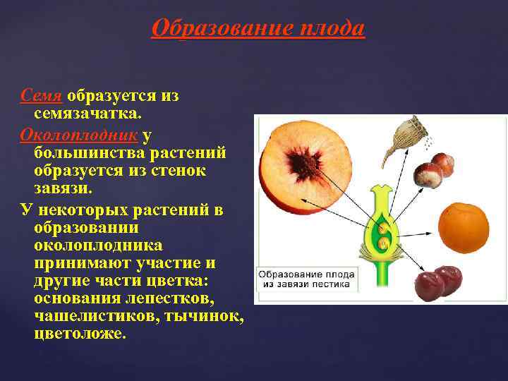 Образование плода Семя образуется из семязачатка. Околоплодник у большинства растений образуется из стенок завязи.