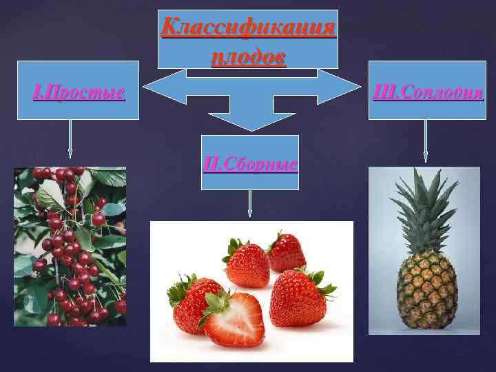Классификация плодов I. Простые III. Соплодия II. Сборные 