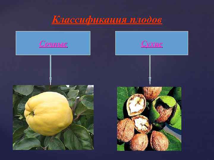 Классификация плодов Сочные Сухие 